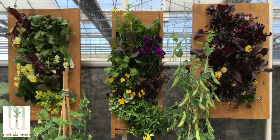 hanging garden on cedar planks