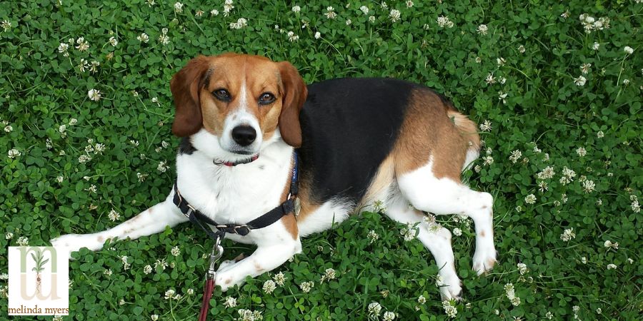 dog laying in clover