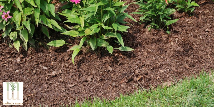 mulch in a garden